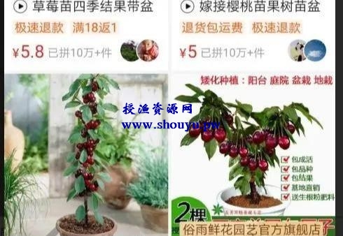 盆栽果树闲鱼免费送,邮费项目了解下