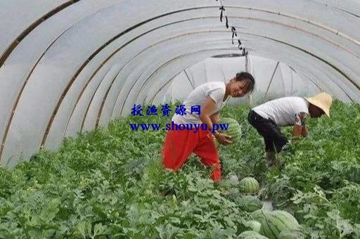 一个靠谱的暴利偏门项目,给大家分享下玩法