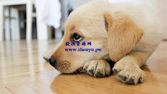 分享一个虚拟产品副业项目:出售训狗方法及视频